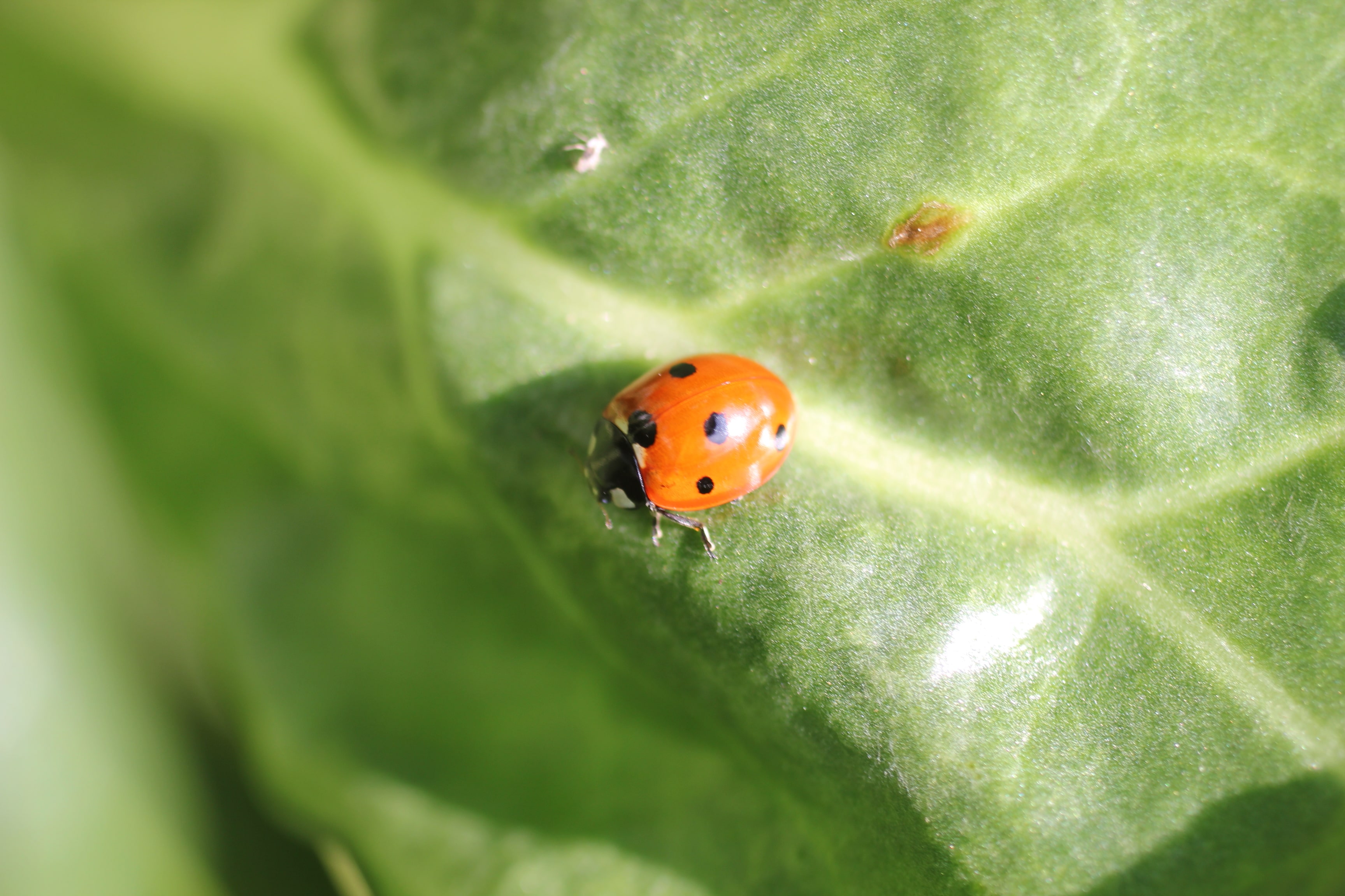 ladybug_lwg-min.jpg